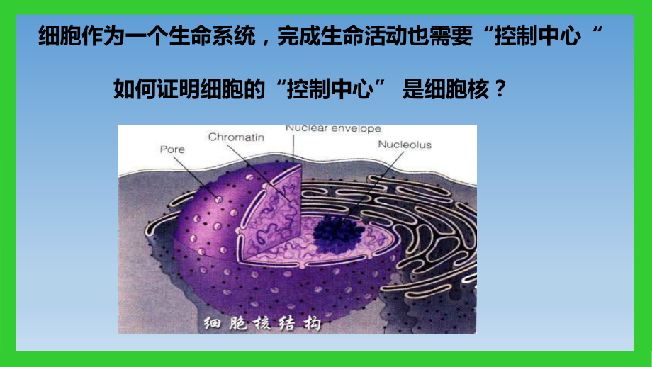 3.3细胞核的结构与功能 ppt课件--2023新人教版（2019）必修第一册.pptx_第3页