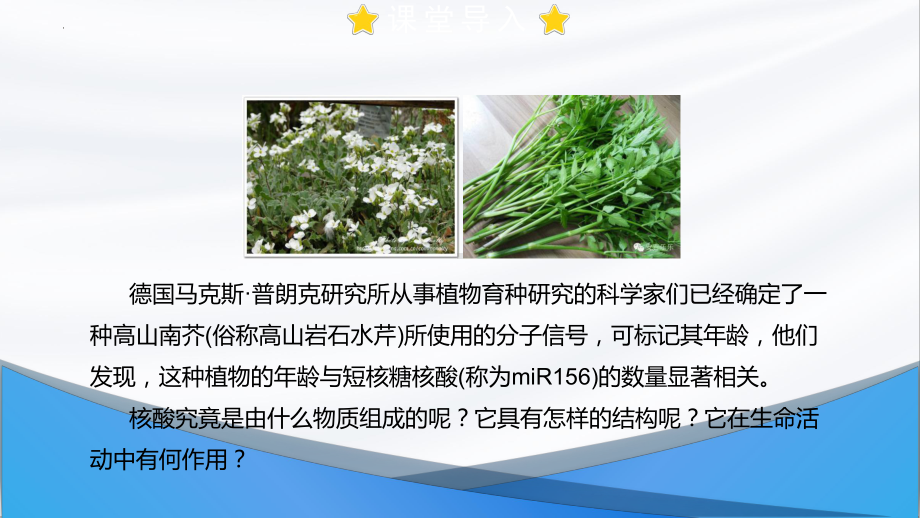 2.5 核酸是遗传信息的携带者 ppt课件-2023新人教版（2019）必修第一册.pptx_第2页