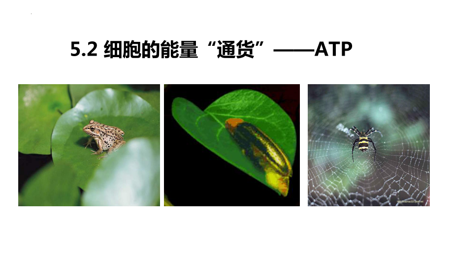 5.2细胞的能量通货-ATP ppt课件-2023新人教版（2019）必修第一册.pptx_第1页