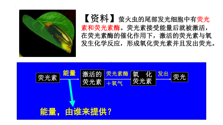 5.2细胞的能量通货-ATP ppt课件-2023新人教版（2019）必修第一册.pptx_第2页