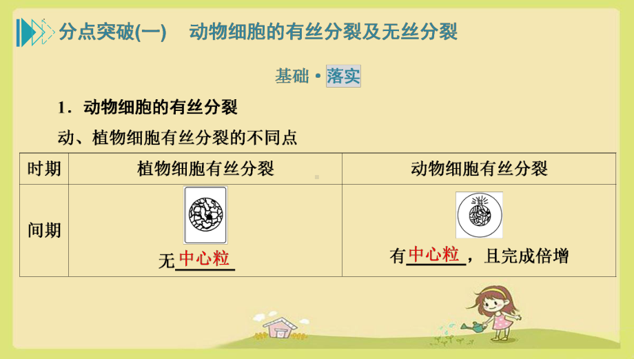 6.1动物细胞的有丝分裂、无丝分裂和观察根尖分生区组织细胞的有丝分裂ppt课件-2023新人教版（2019）必修第一册.pptx_第2页