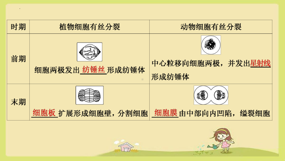 6.1动物细胞的有丝分裂、无丝分裂和观察根尖分生区组织细胞的有丝分裂ppt课件-2023新人教版（2019）必修第一册.pptx_第3页