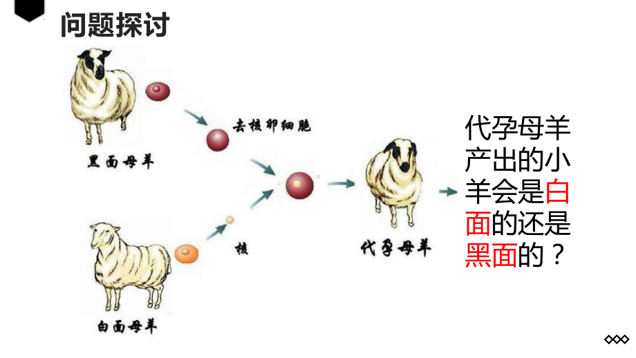 3.3细胞核的结构和功能 ppt课件--2023新人教版（2019）必修第一册.pptx_第3页