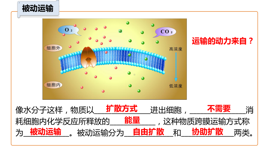 4.1被动运输（第2课时） ppt课件-2023新人教版（2019）必修第一册.pptx_第3页