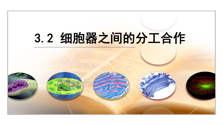 3.2细胞器—系统内的分工合作 ppt课件-2023新人教版（2019）必修第一册.pptx_第1页