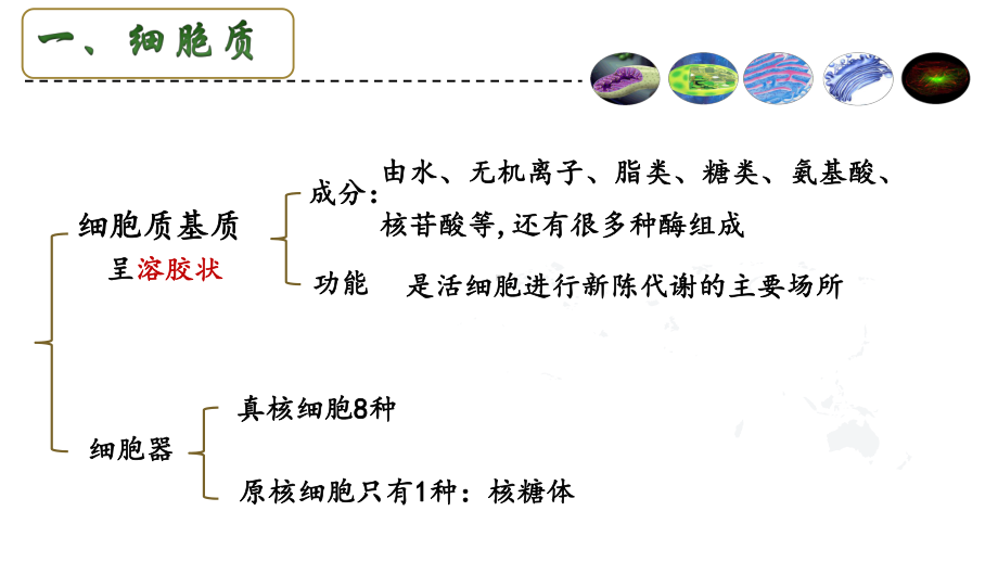 3.2细胞器—系统内的分工合作 ppt课件-2023新人教版（2019）必修第一册.pptx_第2页