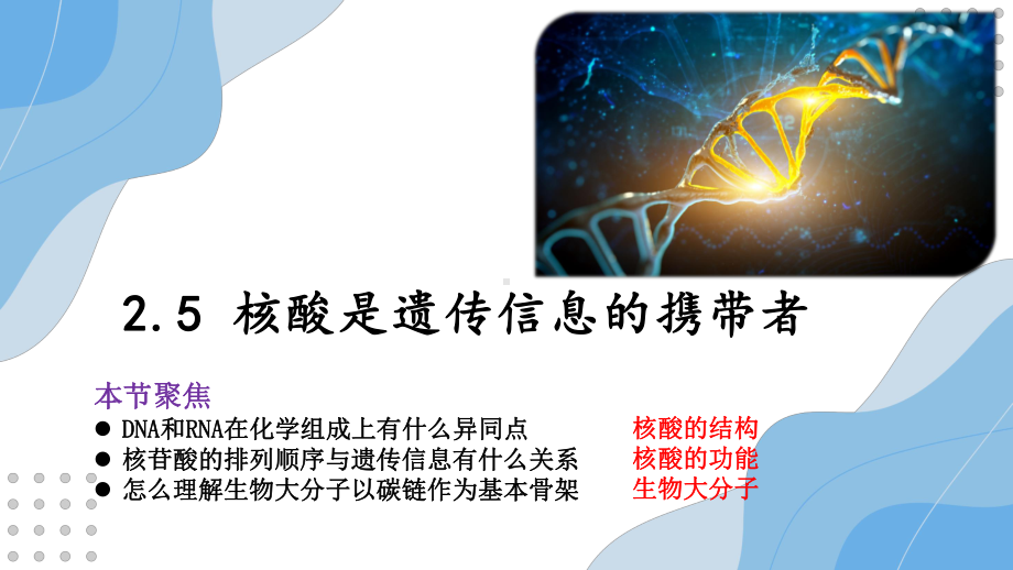 2.5核酸是遗传信息的携带者 ppt课件-2023新人教版（2019）必修第一册.pptx_第2页