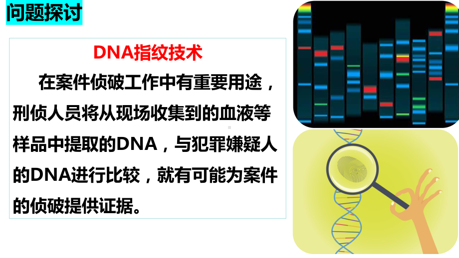 2.5 核酸是遗传信息的携带者 ppt课件-2023新人教版（2019）必修第一册.pptx_第2页