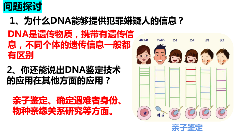 2.5 核酸是遗传信息的携带者 ppt课件-2023新人教版（2019）必修第一册.pptx_第3页