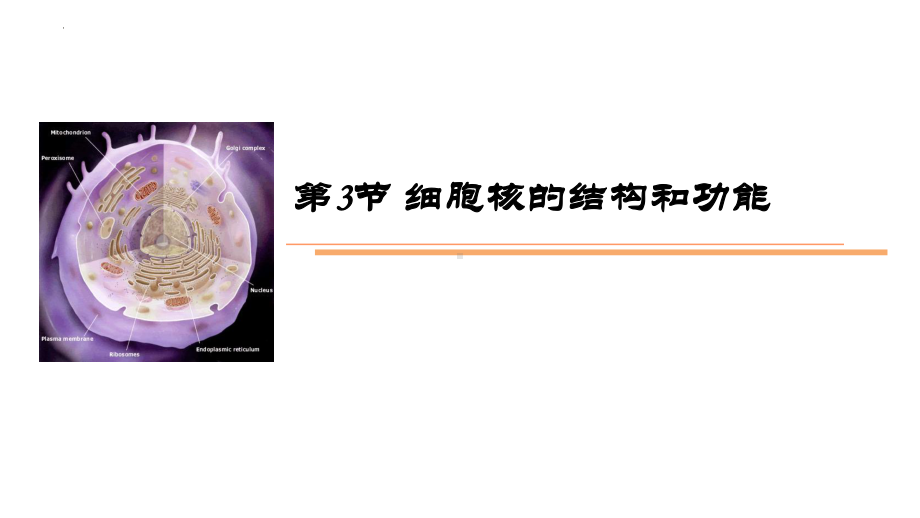 3.3细胞核的结构与功能 ppt课件 -2023新人教版（2019）必修第一册.pptx_第1页