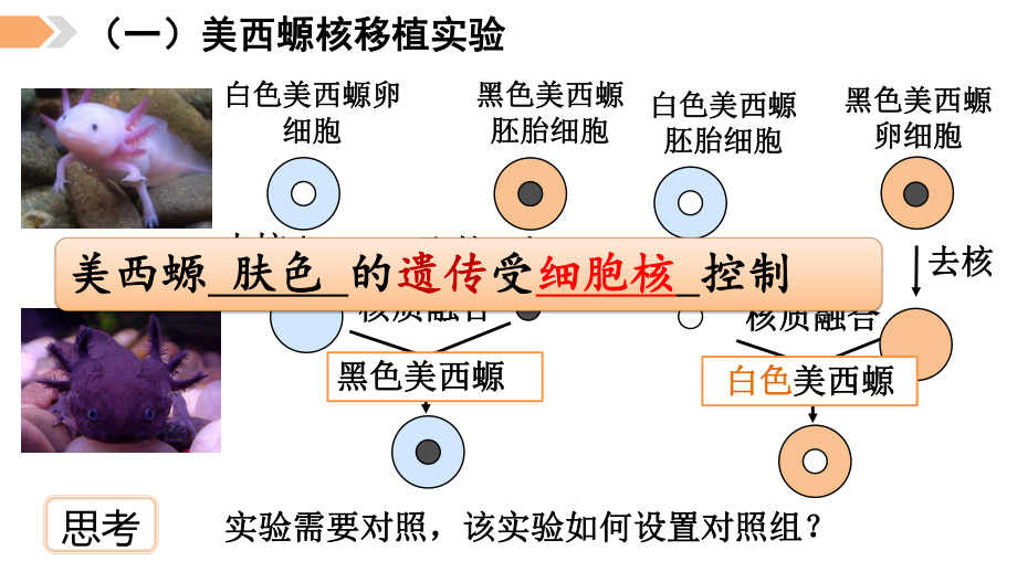 3.3细胞核的结构与功能 ppt课件 -2023新人教版（2019）必修第一册.pptx_第3页