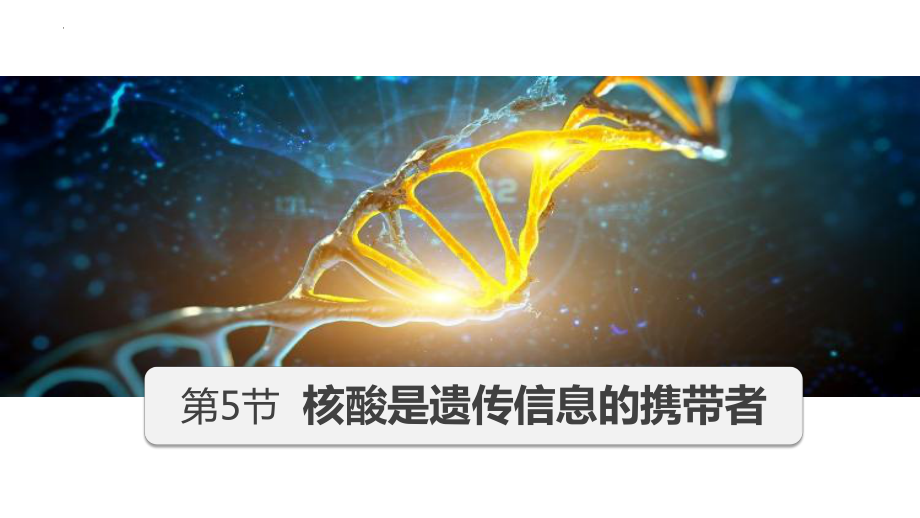 2.5 核酸是遗传信息的携带者 ppt课件-2023新人教版（2019）必修第一册.pptx_第1页