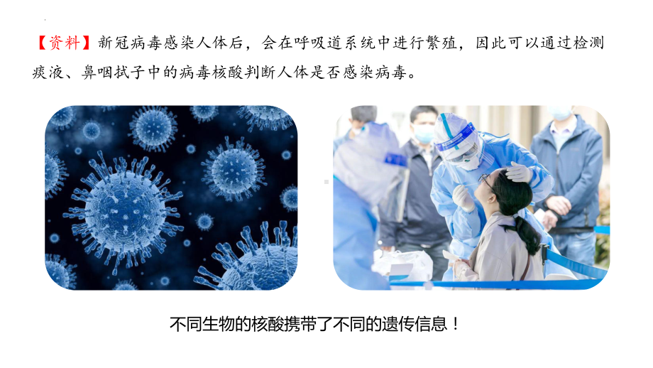 2.5 核酸是遗传信息的携带者 ppt课件-2023新人教版（2019）必修第一册.pptx_第2页