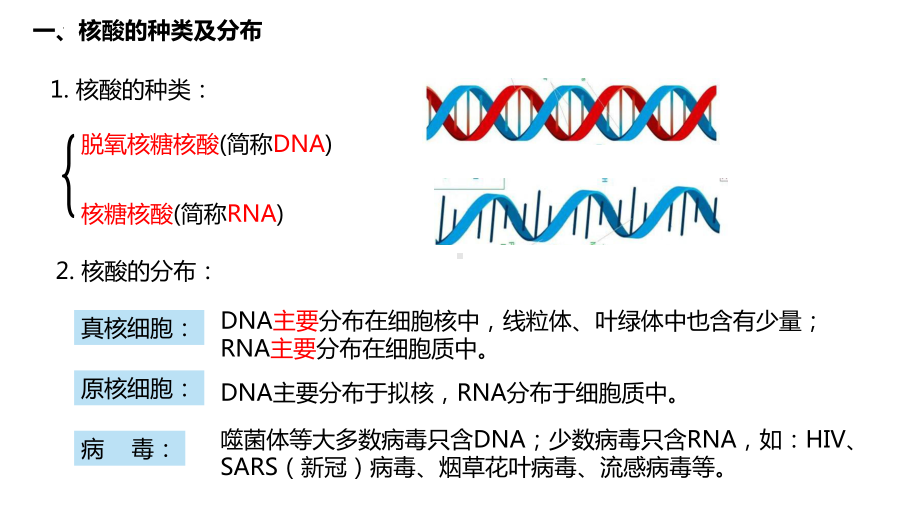 2.5 核酸是遗传信息的携带者 ppt课件-2023新人教版（2019）必修第一册.pptx_第3页