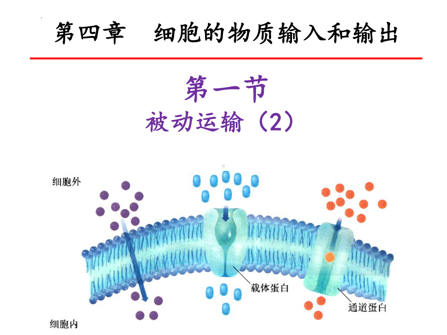4.1被动运输 ppt课件-2023新人教版（2019）必修第一册.pptx_第1页