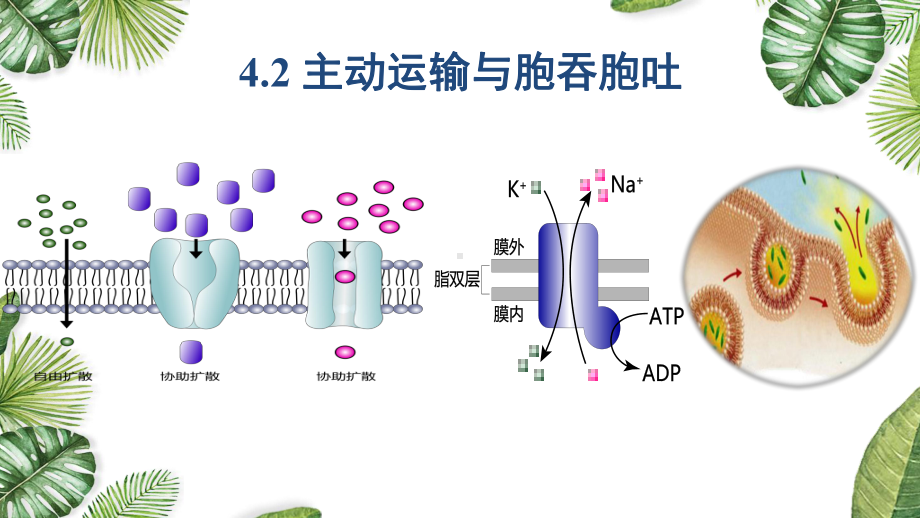 4.2 主动运输与胞吞胞吐 ppt课件-2023新人教版（2019）必修第一册.pptx_第1页