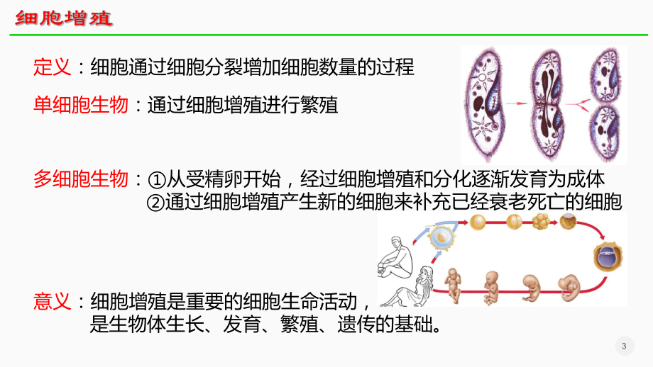 6.1细胞的增殖 ppt课件 -2023新人教版（2019）必修第一册.pptx_第3页