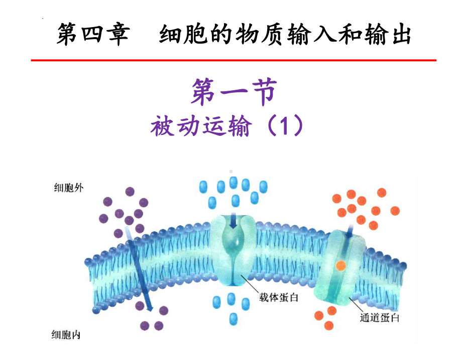 4.1被动运输 ppt课件-2023新人教版（2019）必修第一册.pptx_第1页