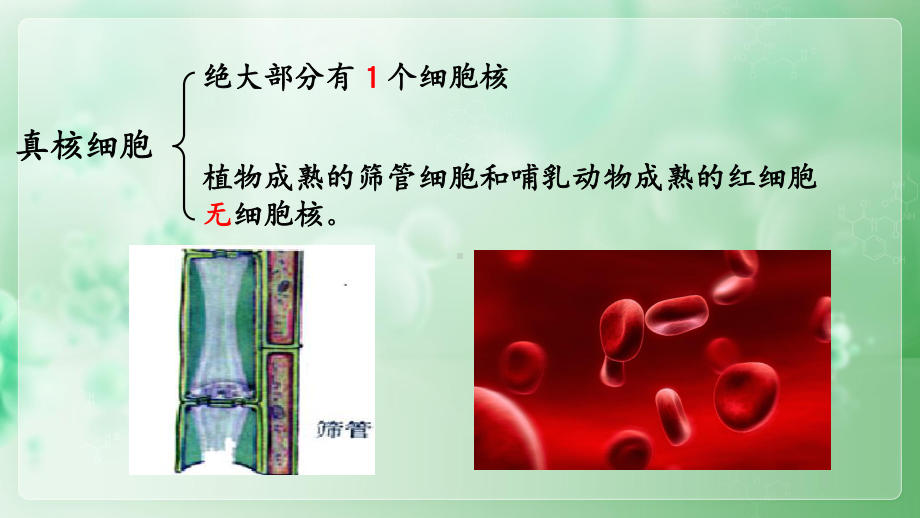 3.3 细胞核的结构和功能 ppt课件-2023新人教版（2019）必修第一册.pptx_第2页