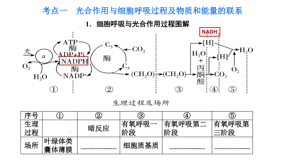 一轮复习：第10讲 光合作用与呼吸作用 ppt课件-2023新人教版（2019）必修第一册.pptx_第3页