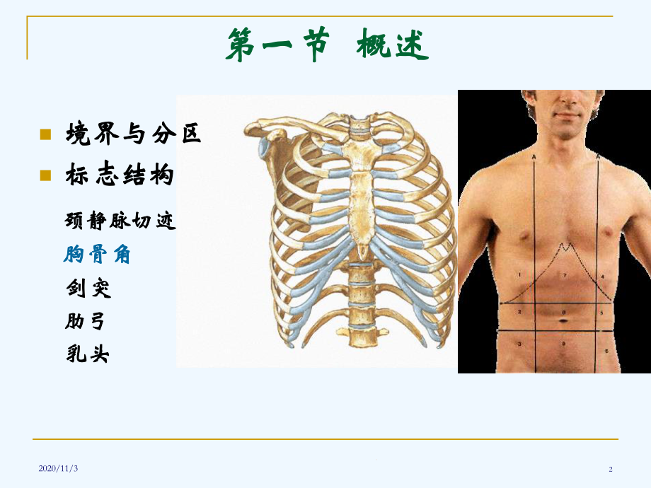 人体断层解剖胸部第一二三节教学课件.ppt_第2页