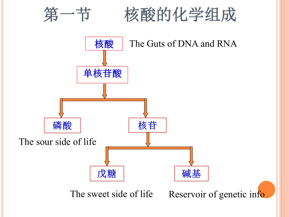 人体机能学教学课件第二章核酸.ppt_第3页