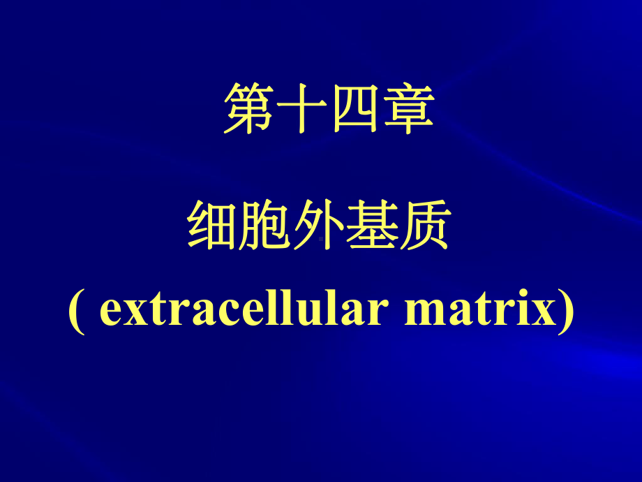 《细胞外基质》教学课件.ppt_第1页