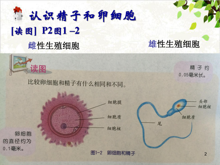 七年级下科学《新生命的诞生》实用教学课件浙教版2.ppt_第2页