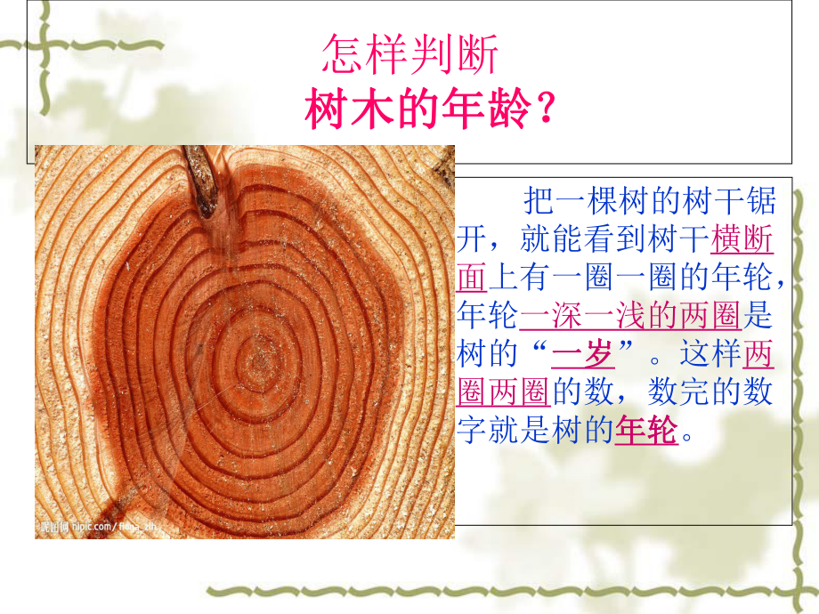 二年级上册美术给树爷爷画像岭南版-(13)教学课件.ppt_第3页