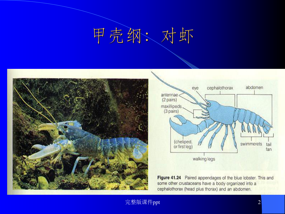 丰富多采的生物世界教学课件.ppt_第2页