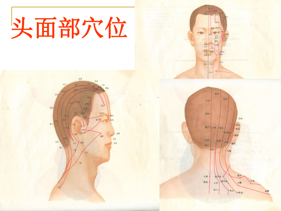 新保健推拿常用穴位介绍-保健推拿教学课件.ppt_第3页