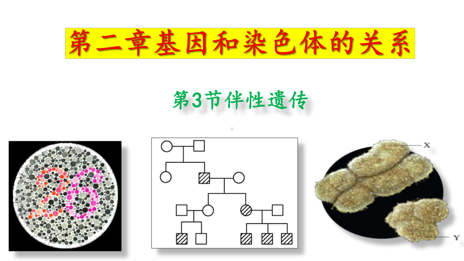 2.3伴性遗传（第1课时） ppt课件(2)-2023新人教版（2019）《高中生物》必修第二册.pptx_第1页