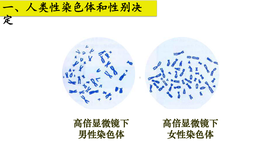 2.3伴性遗传（第1课时） ppt课件(2)-2023新人教版（2019）《高中生物》必修第二册.pptx_第3页