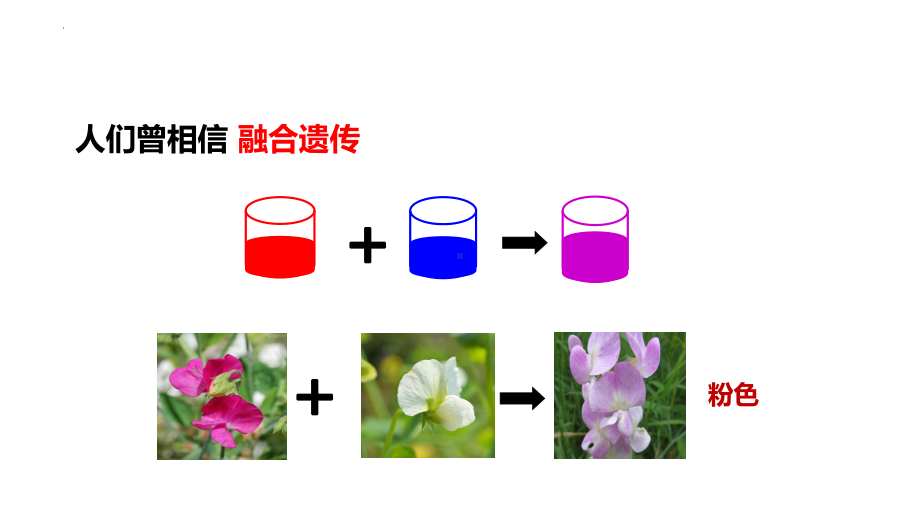 1.1 孟德尔的豌豆杂交实验（一） ppt课件 2-2023新人教版（2019）《高中生物》必修第二册.pptx_第3页