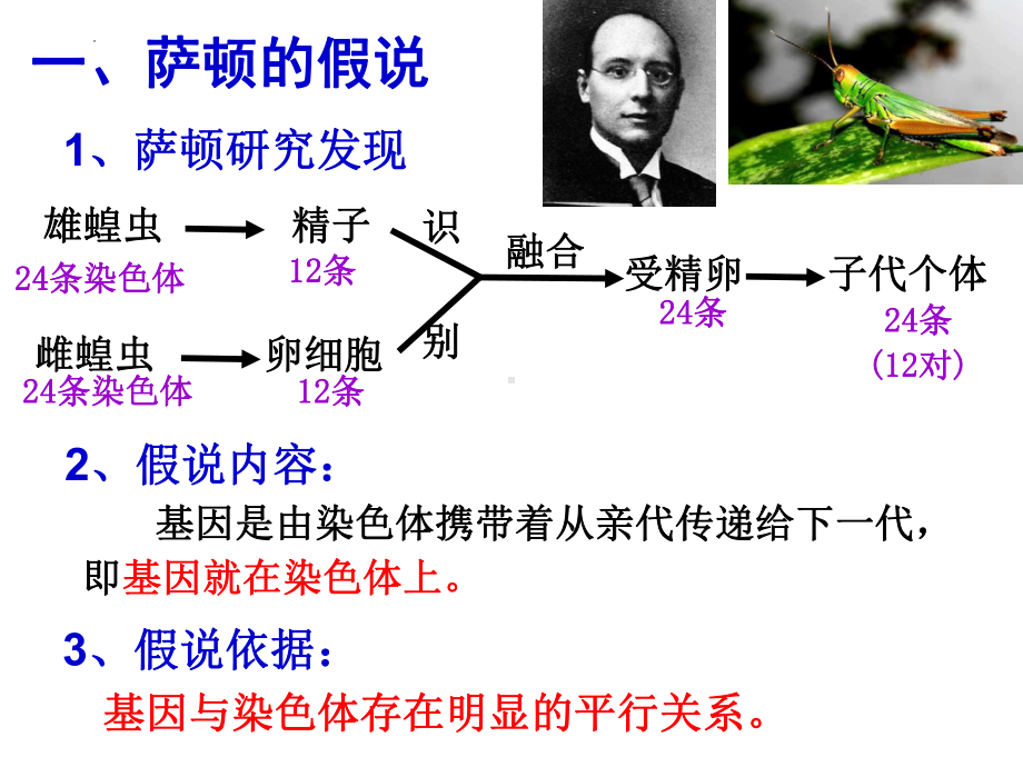 2.2基因在染色体上 ppt课件（0002）(2)-2023新人教版（2019）《高中生物》必修第二册.pptx_第2页