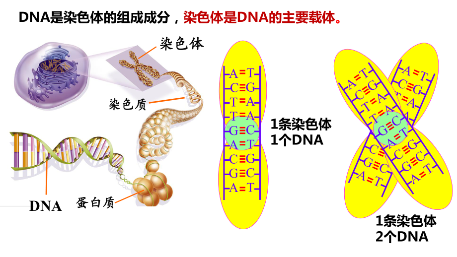 3.4基因通常是有遗传效应的DNA片段 ppt课件（0002）-2023新人教版（2019）《高中生物》必修第二册.pptx_第3页