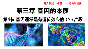 3.4基因通常是有遗传效应的DNA片段 ppt课件（0002）-2023新人教版（2019）《高中生物》必修第二册.pptx