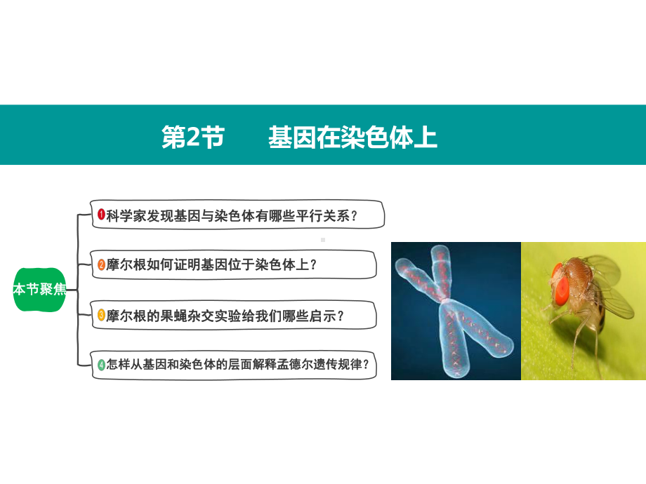 2.2基因在染色体上 ppt课件(9)-2023新人教版（2019）《高中生物》必修第二册.pptx_第1页