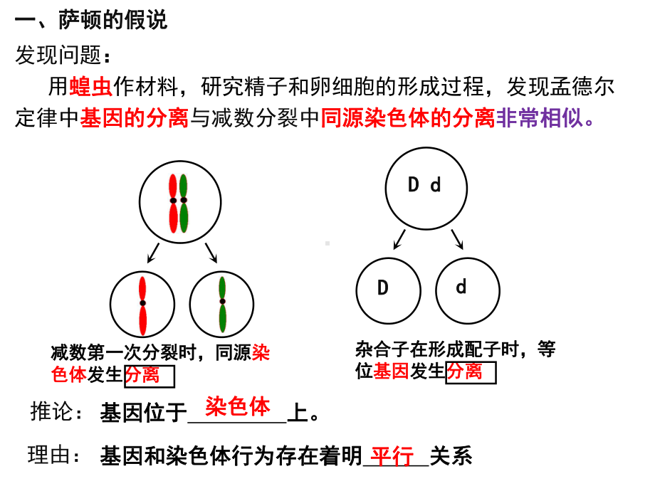 2.2基因在染色体上 ppt课件(9)-2023新人教版（2019）《高中生物》必修第二册.pptx_第3页