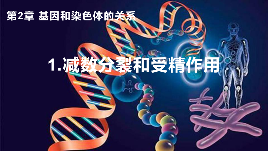 2.1减数分裂和受精作用 ppt课件-2023新人教版（2019）《高中生物》必修第二册(001).pptx_第1页