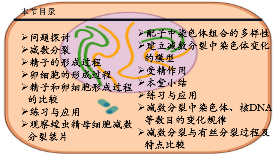 2.1减数分裂和受精作用 ppt课件-2023新人教版（2019）《高中生物》必修第二册(001).pptx_第2页