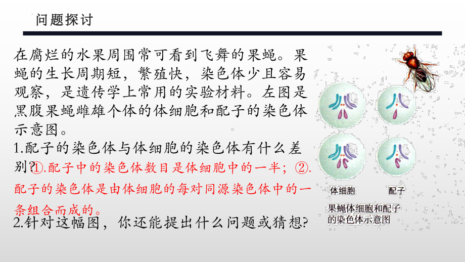 2.1减数分裂和受精作用 ppt课件-2023新人教版（2019）《高中生物》必修第二册(001).pptx_第3页