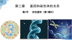 2.3伴性遗传 ppt课件(6)-2023新人教版（2019）《高中生物》必修第二册.pptx