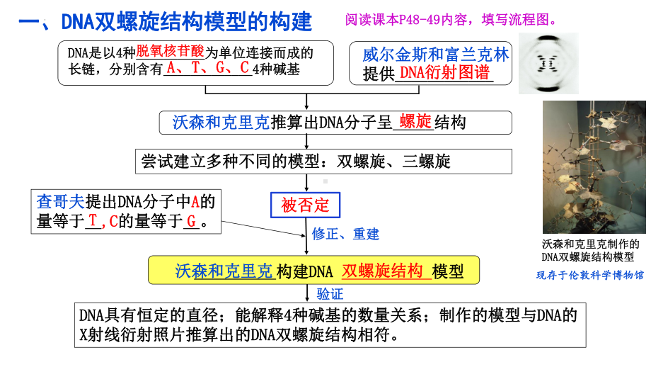 第3章第2节DNA的结构ppt课件-2023新人教版（2019）《高中生物》必修第二册.pptx_第2页