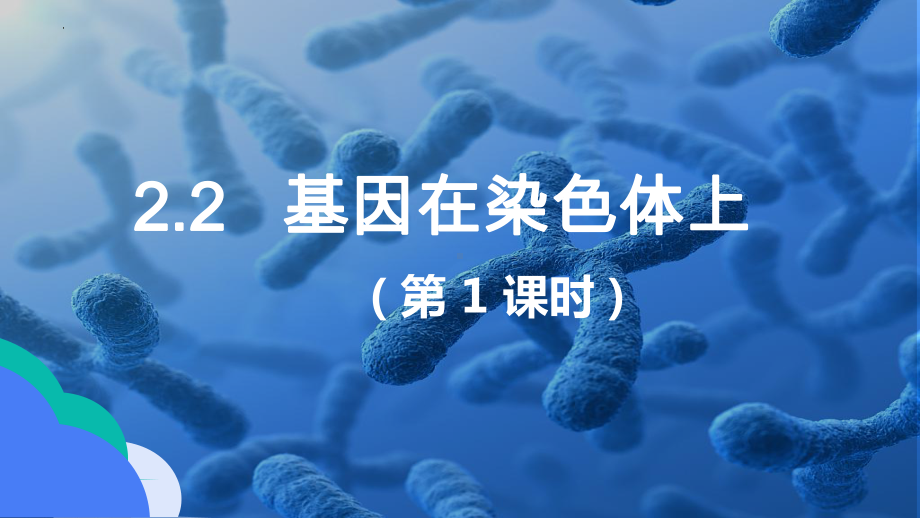 2.2 基因在染色体上 ppt课件(5)-2023新人教版（2019）《高中生物》必修第二册.pptx_第2页