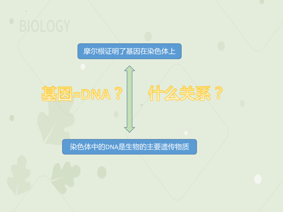 3.4基因通常是有遗传效应的DNA片段 ppt课件(1)-2023新人教版（2019）《高中生物》必修第二册.pptx_第3页