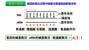 4.2基因表达与性状的关系 ppt课件 -2023新人教版（2019）《高中生物》必修第二册.pptx