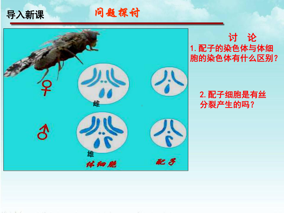 2.1.1 减数分裂和受精作用 ppt课件(1)-2023新人教版（2019）《高中生物》必修第二册.pptx_第3页