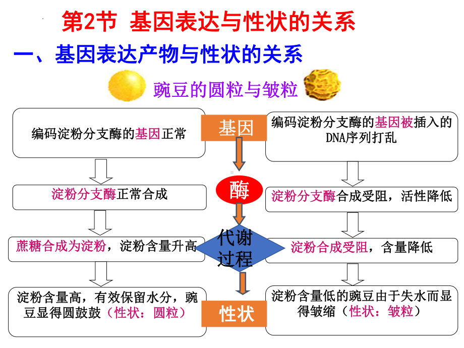 第4章第2节 基因表达与性状的关系 ppt课件 -2023新人教版（2019）《高中生物》必修第二册.pptx_第1页