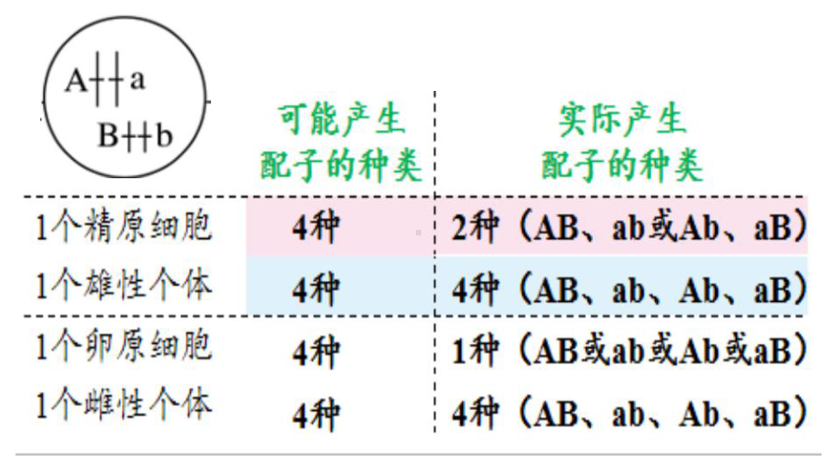 2.1减数分裂和受精作用（第3课时） ppt课件(2)-2023新人教版（2019）《高中生物》必修第二册.pptx_第3页